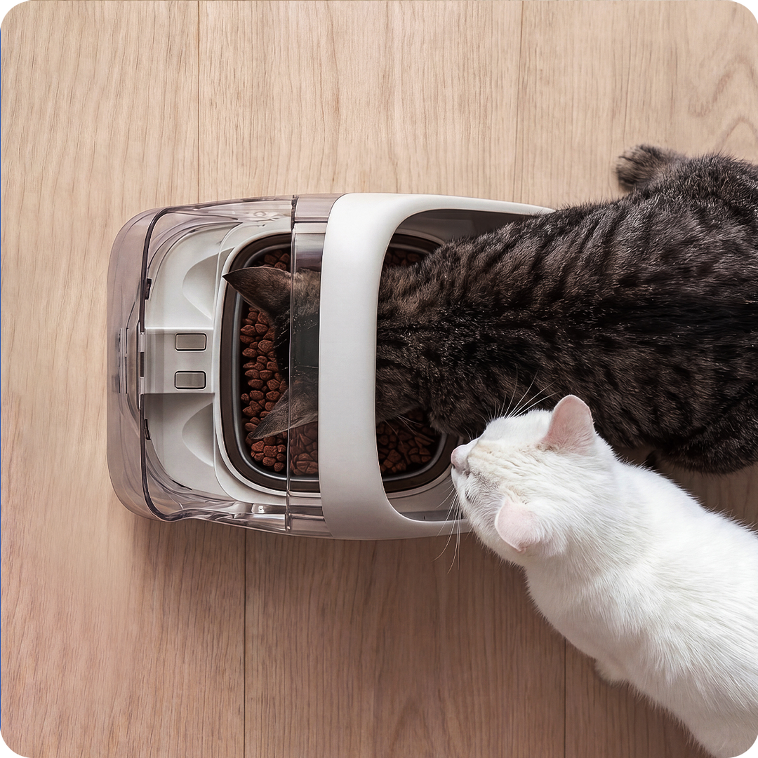 How to stop one cat from stealing another cat’s food?