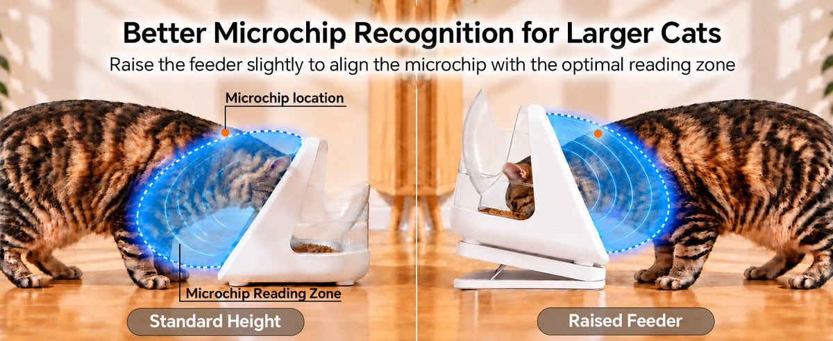 Side-by-side views of large cats using an ePawDen feeder at standard height and raised with a forward tilt, with orange microchip markers and illustrated blue reading zones.