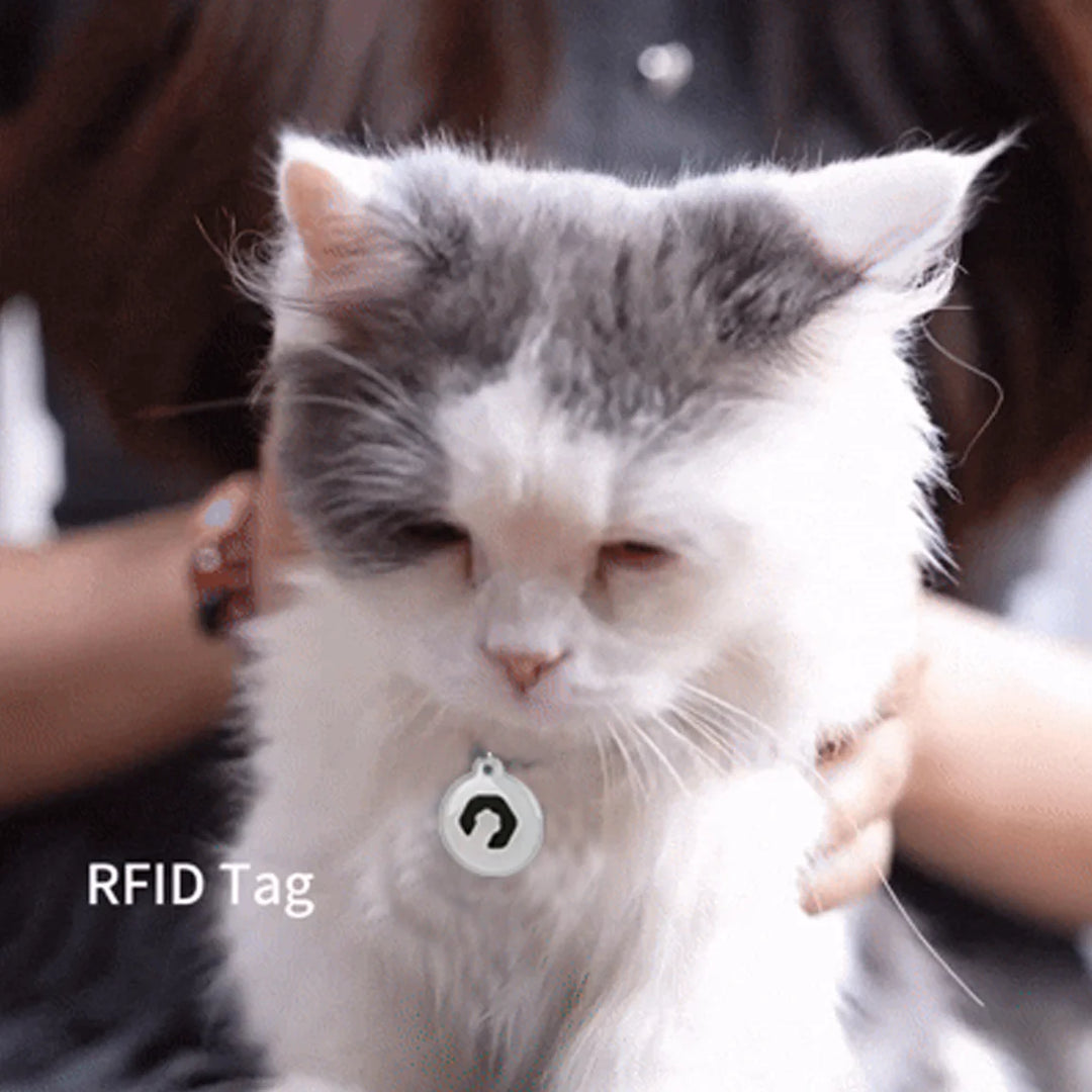 Cat wearing an ePawDen RFID collar tag to show its size
