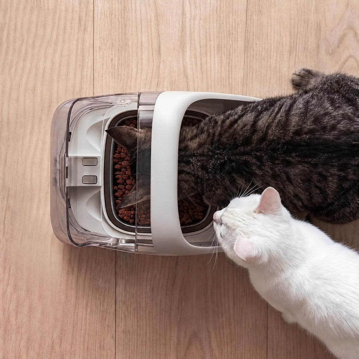 ePawDen helps stop one cat stealing another cat food